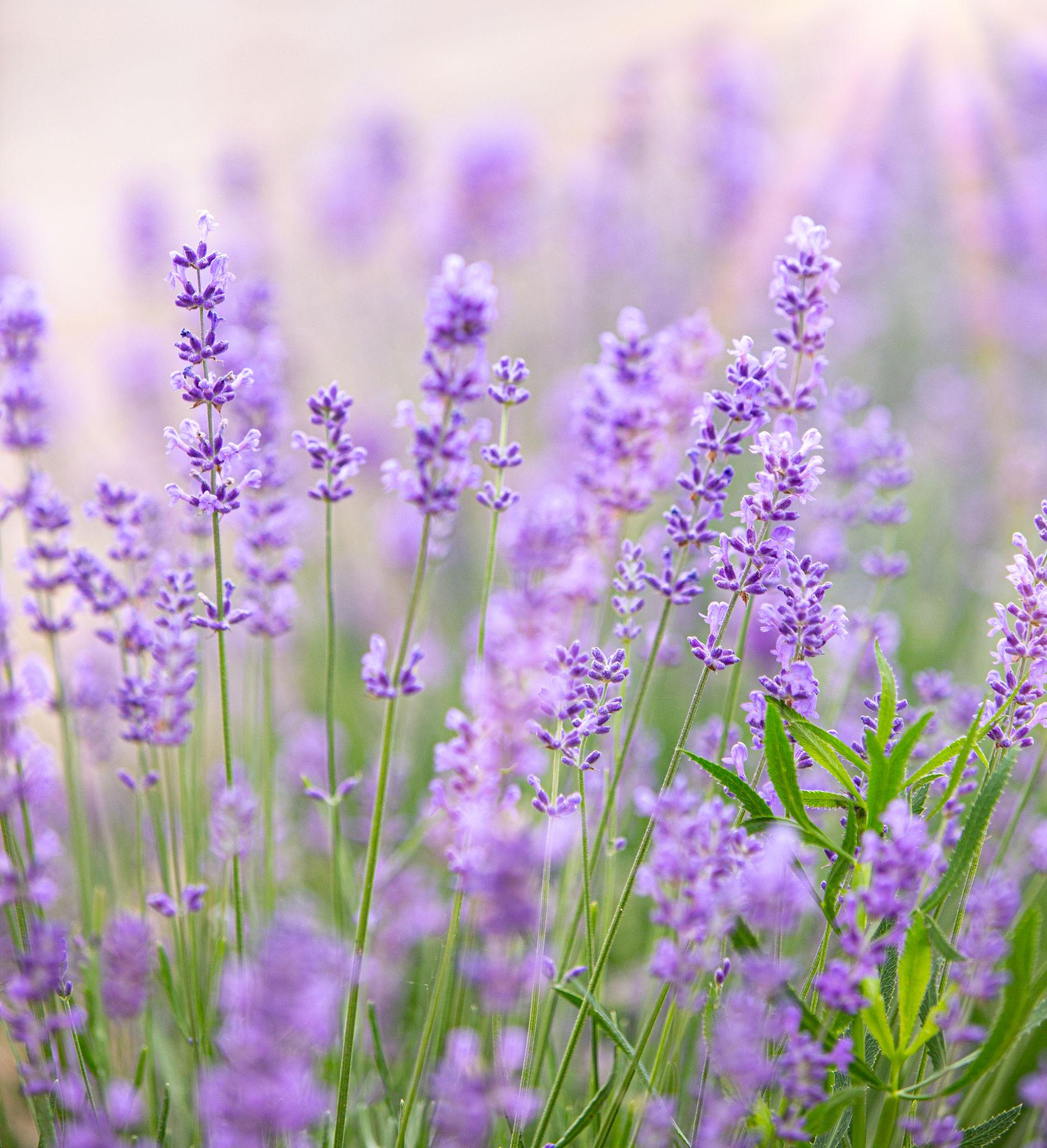 Flavor & Fragrance Ingredients